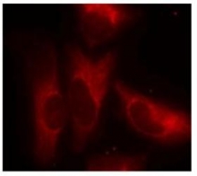 NB100-81766 - 14-3-3 protein zeta/delta